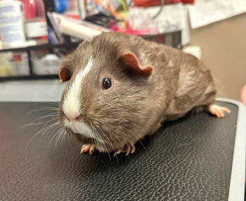 Rescue Guinea Pig Guinea Pigs for Adoption - Graycee Of Wheekerton | PetCurious